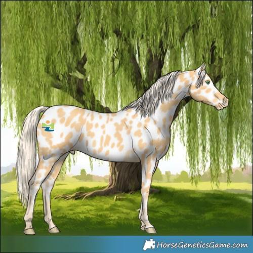 Horse Color:Gold Cream Champagne Near Leopard 