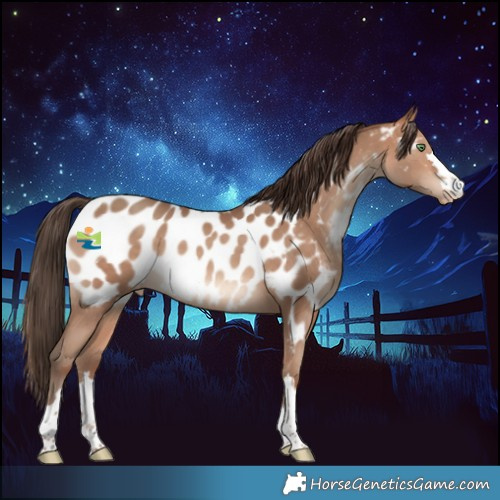 Horse Color:Amber Champagne Near Leopard
