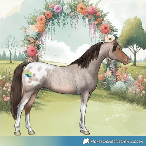Horse Color:Amber Champagne Roan Tobiano Appaloosa 