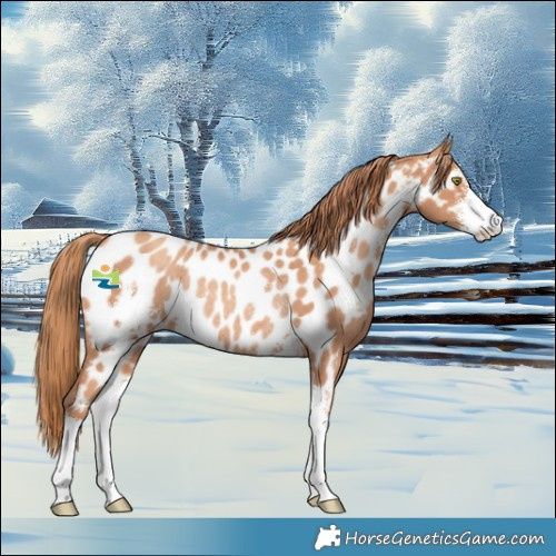 Horse Color:Gold Champagne Sabino Near Leopard Rabicano