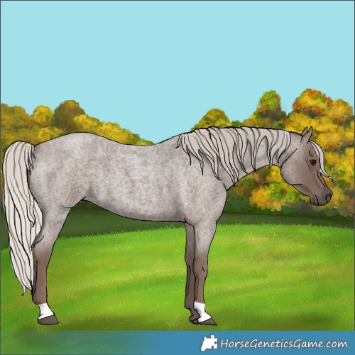 Horse Color:Silver Blue Roan 