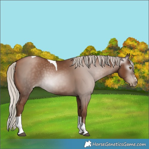 Horse Color:Gray Silver Black Pearl Tobiano 
