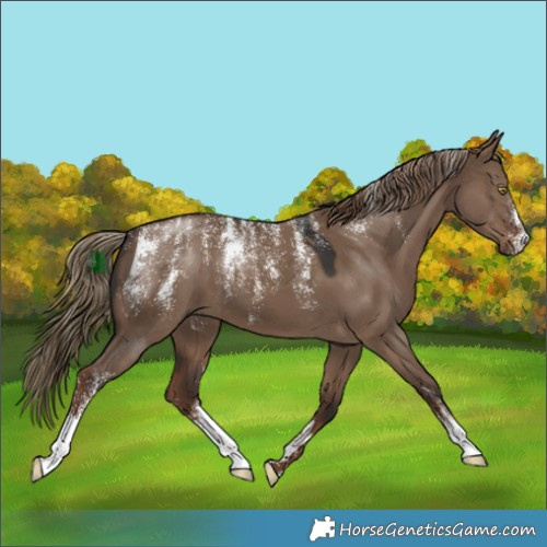 Horse Color:Powder White Liver Red Dun 