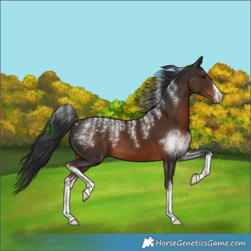 Horse Color:Powder White White Spotted Liver Chestnut