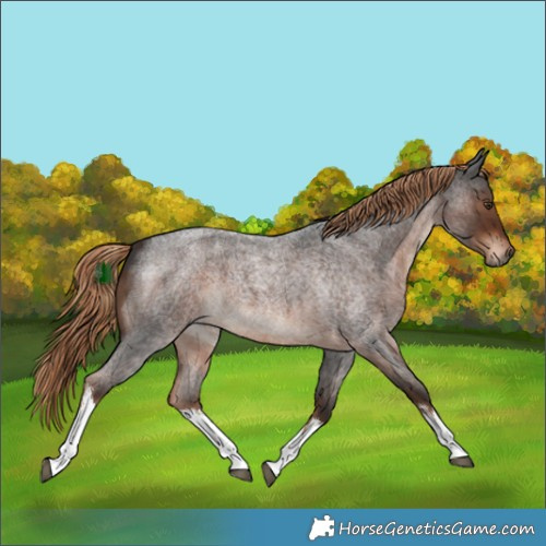 Horse Color:White Spotted Liver Red Roan 