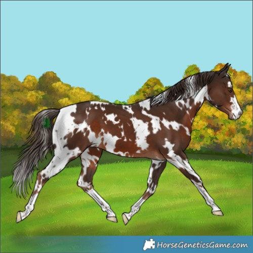 Horse Color:White Spotted Liver Chestnut 