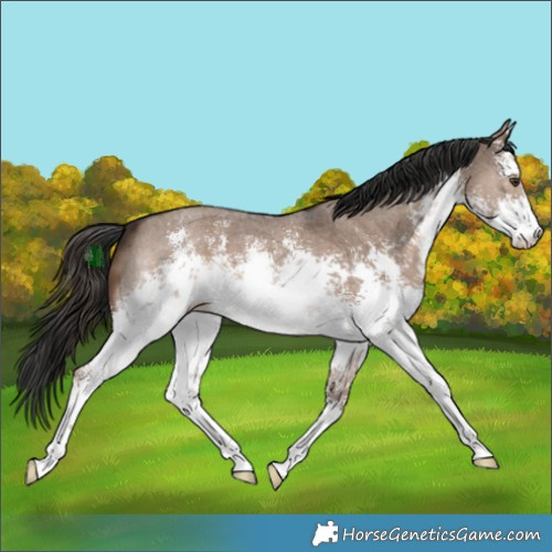 Horse Color:White Spotted Liver Red Dun Sabino 