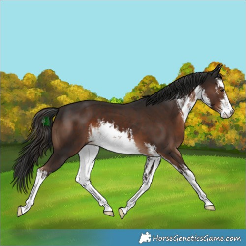 Horse Color:White Spotted Liver Chestnut 