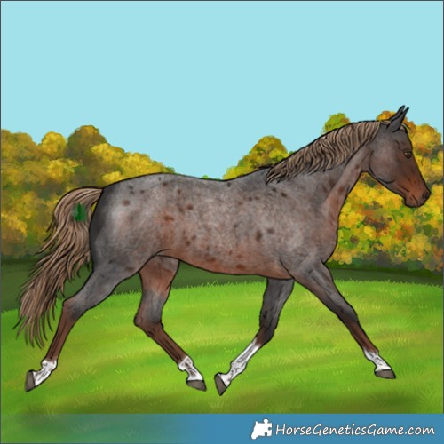 Horse Color:Liver Red Roan Tobiano 