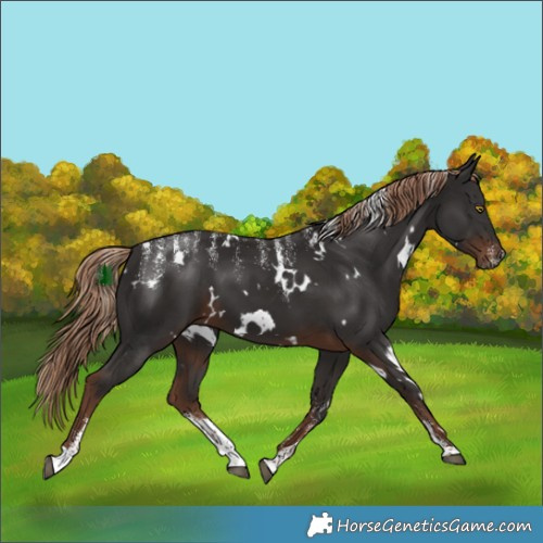 Horse Color:Powder White White Spotted Liver Chestnut