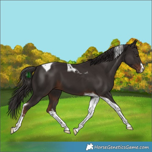 Horse Color:White Spotted Liver Chestnut Tobiano 