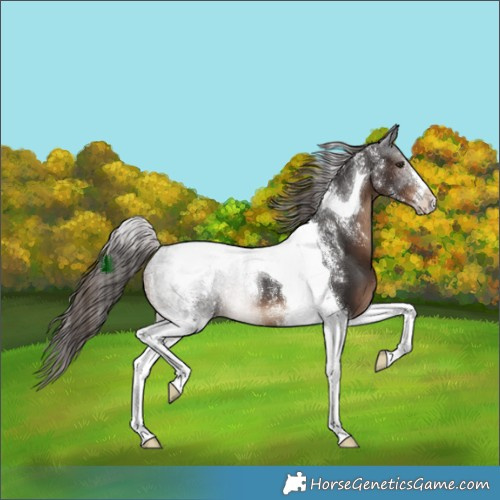 Horse Color:Powder White Liver Chestnut Tobiano