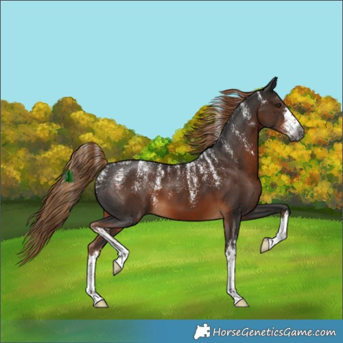 Horse Color:Powder White Gray White Spotted Liver Chestnut 