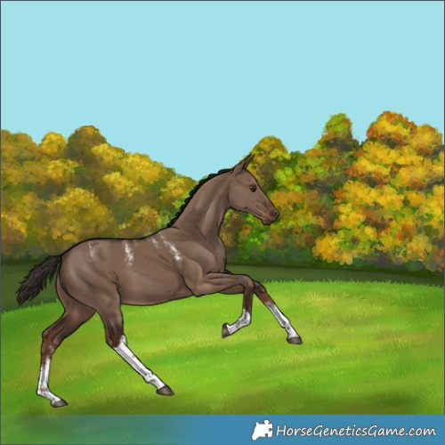 Horse Color:Powder White Liver Red Dun Tobiano
