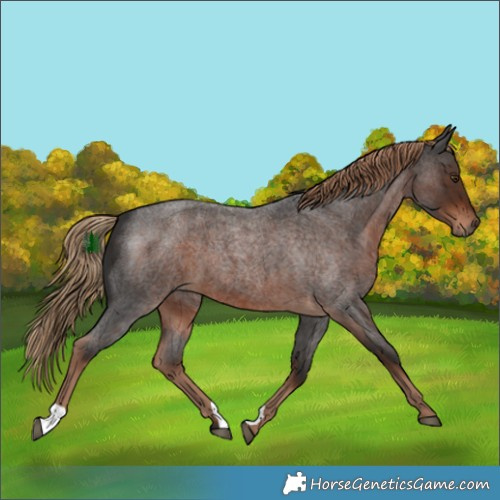 Horse Color:Liver Red Roan