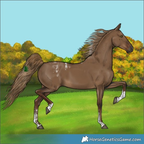 Horse Color:Powder White Gray Liver Red Dun Tobiano 