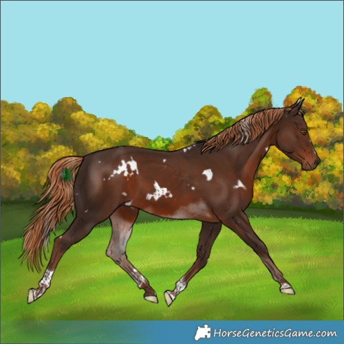 Horse Color:White Spotted Liver Chestnut Tobiano 