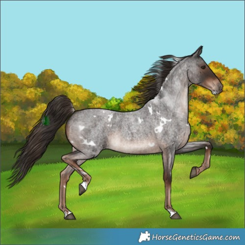 Horse Color:White Spotted Liver Red Roan 