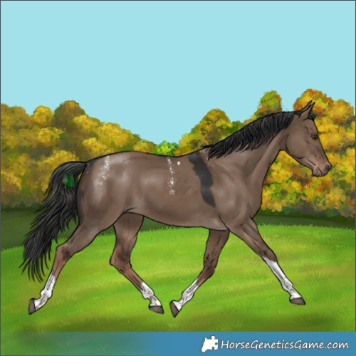 Horse Color:Powder White Liver Red Dun Tobiano 