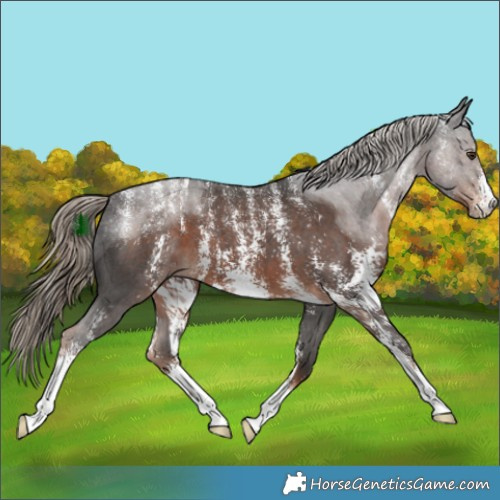Horse Color:Powder White Liver Chestnut Sabino