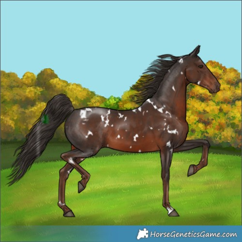Horse Color:White Spotted Liver Chestnut 