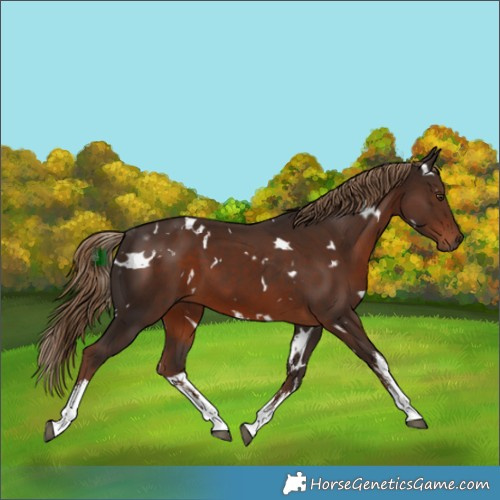 Horse Color:White Spotted Liver Chestnut 