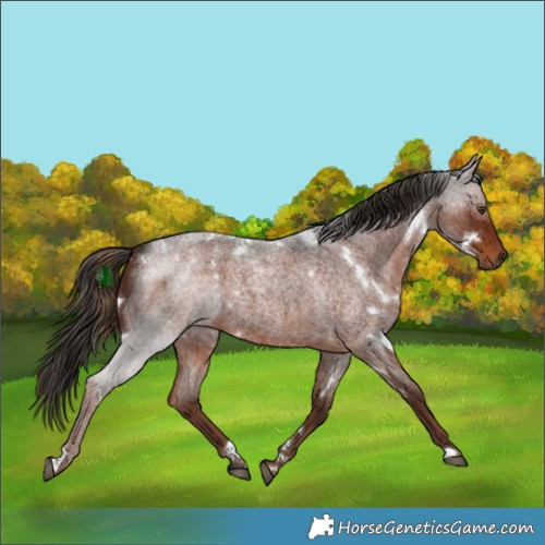 Horse Color:White Spotted Liver Red Roan 
