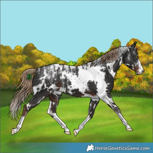 Horse Color:Powder White White Spotted Liver Chestnut 
