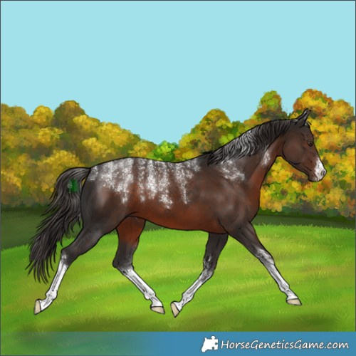 Horse Color:Powder White White Spotted Liver Chestnut 