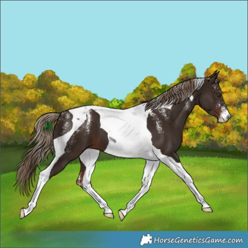 Horse Color:Powder White Liver Chestnut Tobiano