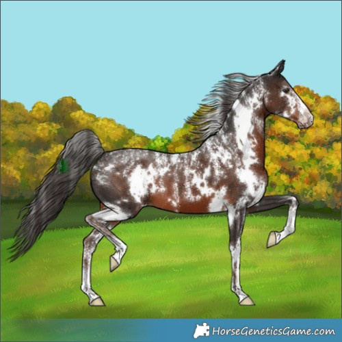 Horse Color:Powder White White Spotted Liver Chestnut 