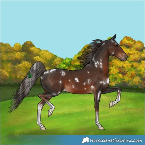 Horse Color:White Spotted Liver Chestnut 