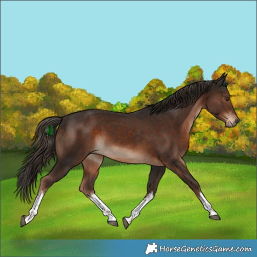 Horse Color:White Spotted Liver Chestnut 