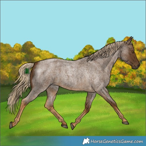 Horse Color:Chocolate Palomino Roan 