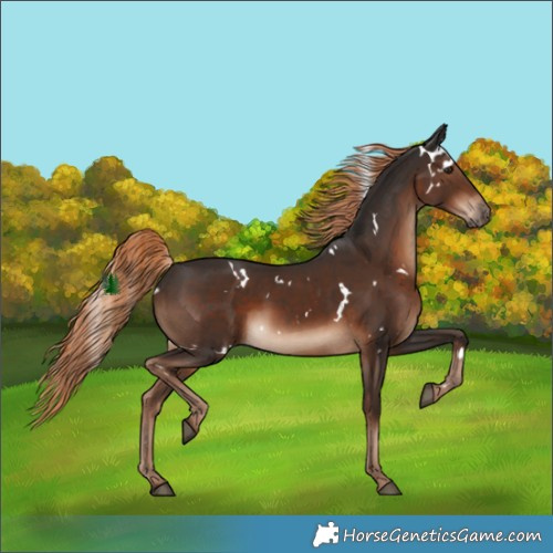 Horse Color:White Spotted Liver Chestnut