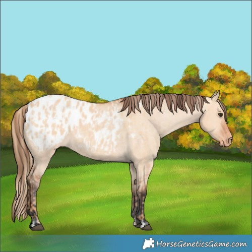 Horse Color:Red Dun Appaloosa  and Bay Dun Appaloosa 