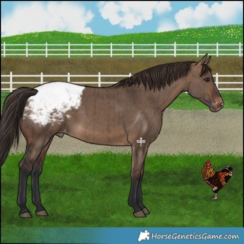 Horse Color:Brown Dun Snowcap Brindle