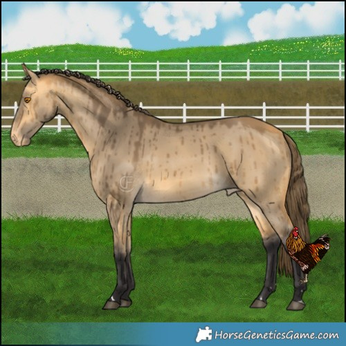 Horse Color:Buckskin Dun Varnish Brindle 