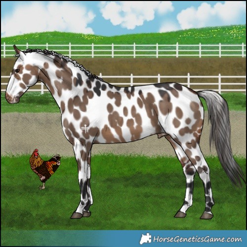 Horse Color:Brown Dun Leopard