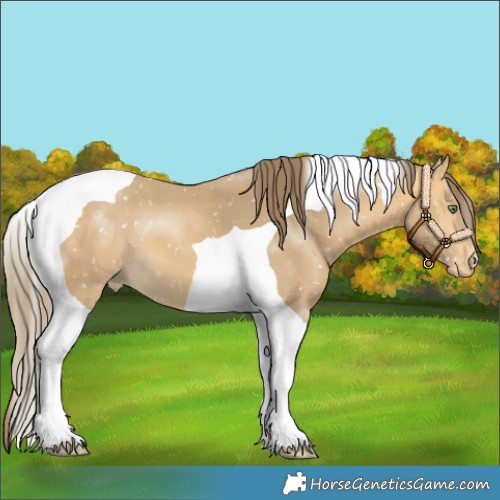 Horse Color:Sable Cream Champagne Tobiano Snowflake Varnish