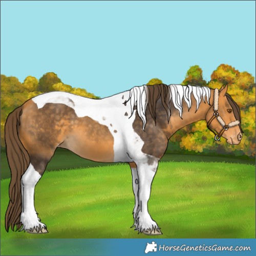 Horse Color:Buckskin Tobiano Varnish 