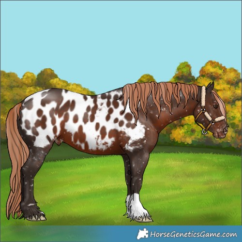 Horse Color:Liver Chestnut Near Leopard 