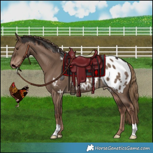 Horse Color:Liver Red Dun Blanket 