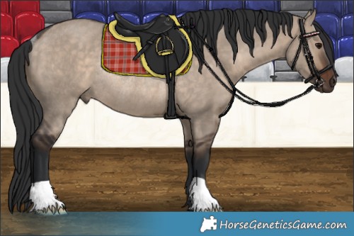 Horse Color:Brown Dun Rabicano 