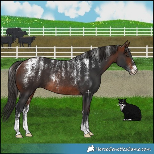 Horse Color:Powder White Bay Rabicano 