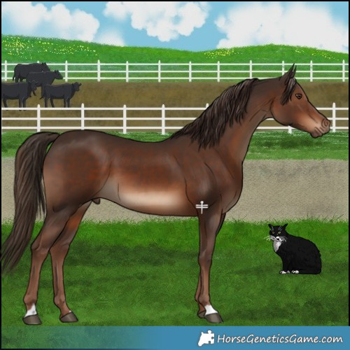 Horse Color:Liver Chestnut 