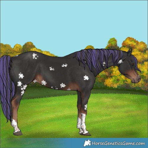 Horse Color:Painted Liver Chestnut Tobiano 