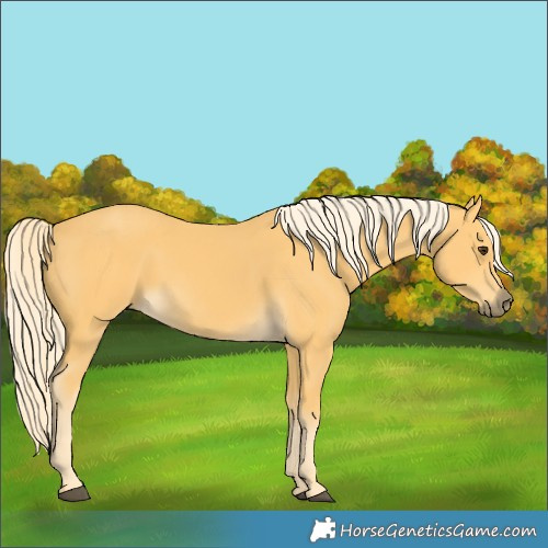 Horse Color:Palomino
