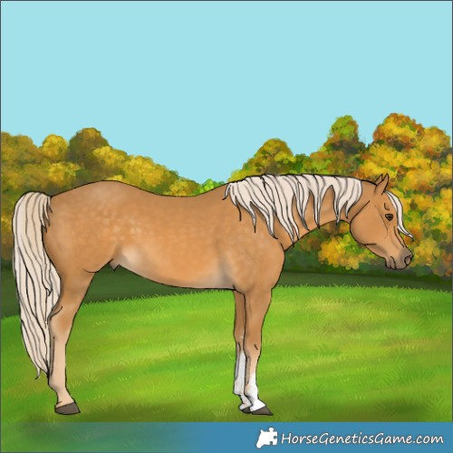 Horse Color:Palomino Sabino