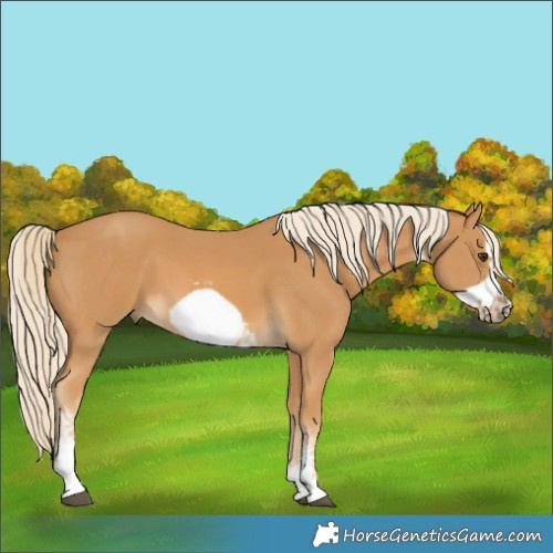 Horse Color:Palomino Sabino Frame